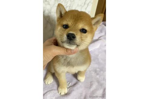 成約済の茨城県の柴犬-150450