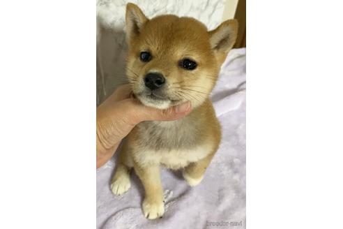 成約済の茨城県の柴犬-150450の4枚目