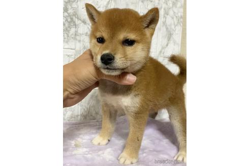 成約済の茨城県の柴犬-150450の5枚目