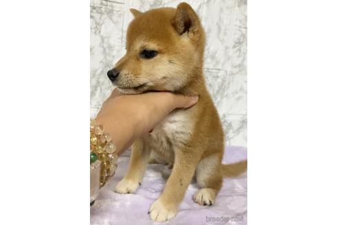 成約済の茨城県の柴犬-150450の2枚目