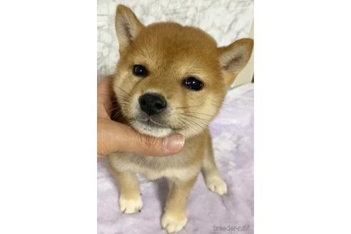 成約済の茨城県の柴犬-150450の3枚目