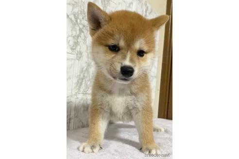 成約済の茨城県の柴犬-150452の1枚目