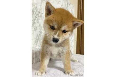 成約済の茨城県の柴犬-150452の4枚目