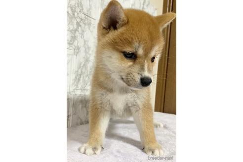 成約済の茨城県の柴犬-150452の5枚目