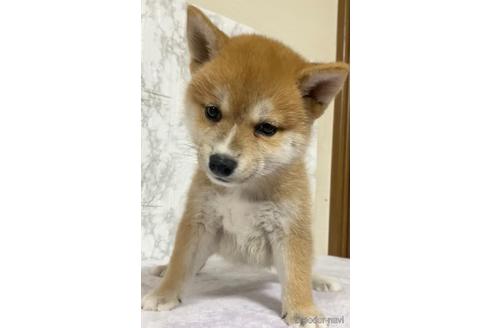 成約済の茨城県の柴犬-150452の2枚目