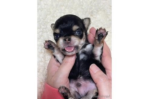 成約済の埼玉県のチワワ(ロングコート)-151059の2枚目