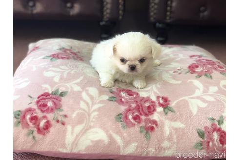 成約済の香川県のミックス犬-147718の2枚目
