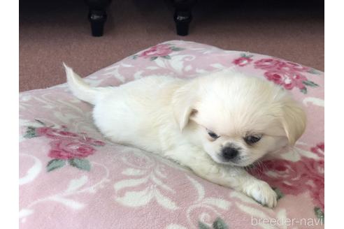 成約済の香川県のミックス犬-147719の4枚目