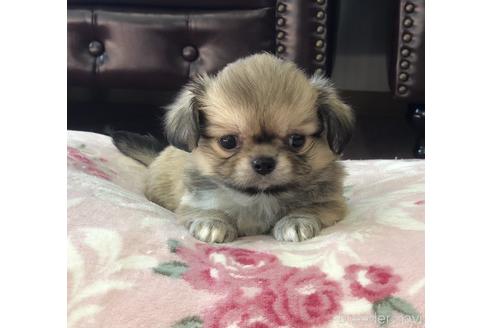 成約済の香川県のミックス犬-147721の1枚目