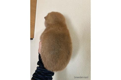 成約済の愛知県の豆柴-151076の2枚目