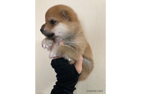 成約済の愛知県の豆柴-151076の3枚目