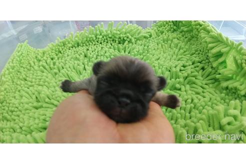 成約済の愛知県のペキニーズ-151082の1枚目