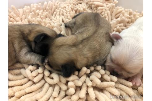 成約済の愛知県のペキニーズ-151082の2枚目