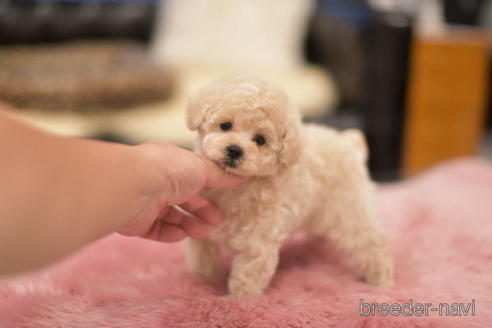 成約済の茨城県のトイプードル-151106の1枚目