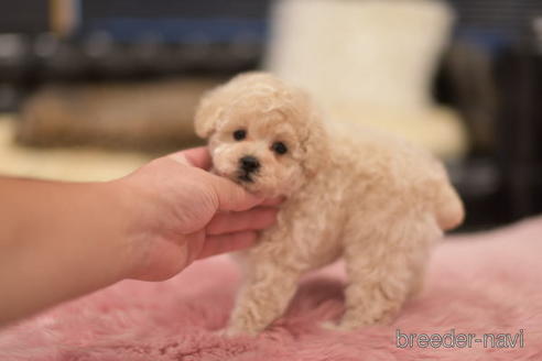 成約済の茨城県のトイプードル-151106の6枚目