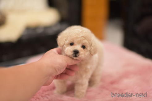 成約済の茨城県のトイプードル-151106の5枚目