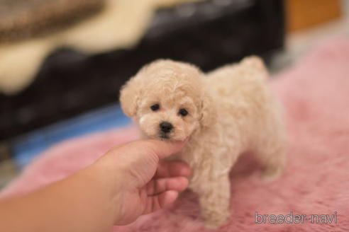 成約済の茨城県のトイプードル-151106の4枚目