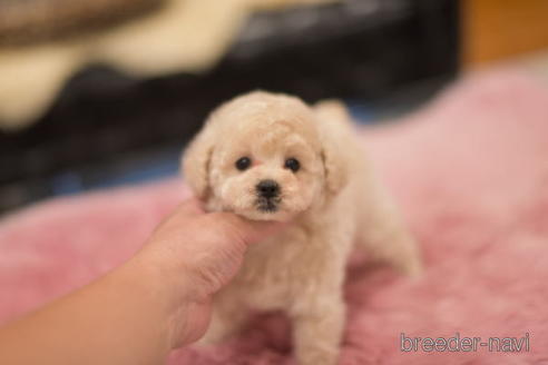 成約済の茨城県のトイプードル-151106の3枚目