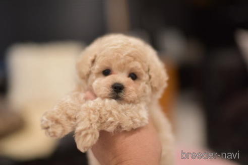 成約済の茨城県のトイプードル-151106の2枚目