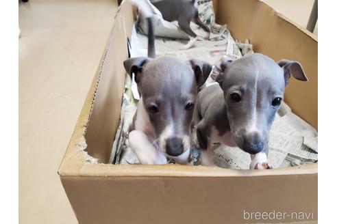 成約済の愛知県のイタリアングレーハウンド(イタグレ)-148612の1枚目