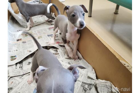 成約済の愛知県のイタリアングレーハウンド(イタグレ)-148612の7枚目