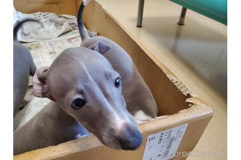 成約済の愛知県のイタリアングレーハウンド(イタグレ)-148612の8枚目