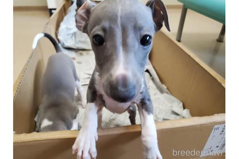 成約済の愛知県のイタリアングレーハウンド(イタグレ)-148612の5枚目