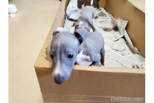 成約済の愛知県のイタリアングレーハウンド(イタグレ)-148612の6枚目