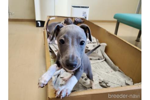 成約済の愛知県のイタリアングレーハウンド(イタグレ)-148612の4枚目
