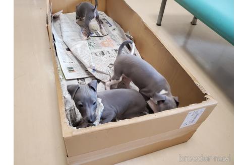 成約済の愛知県のイタリアングレーハウンド(イタグレ)-148612の2枚目