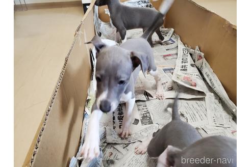 成約済の愛知県のイタリアングレーハウンド(イタグレ)-148612の3枚目