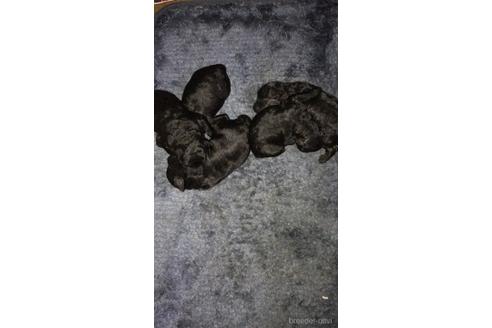 成約済の埼玉県のトイプードル-151168の7枚目