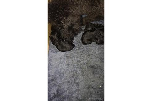 成約済の埼玉県のトイプードル-151168の8枚目