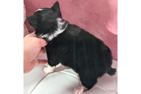 成約済の東京都のチワワ(ロングコート)-150553の7枚目