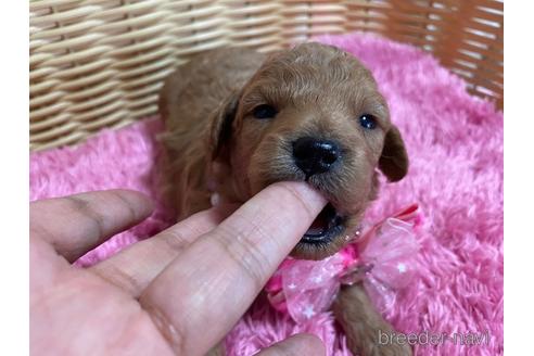 成約済の秋田県のミックス犬-149555の25枚目