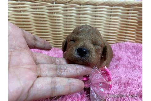 成約済の秋田県のミックス犬-149555の23枚目