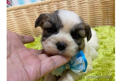 成約済の秋田県のマルシーズー:マルチーズ×シーズー-150413