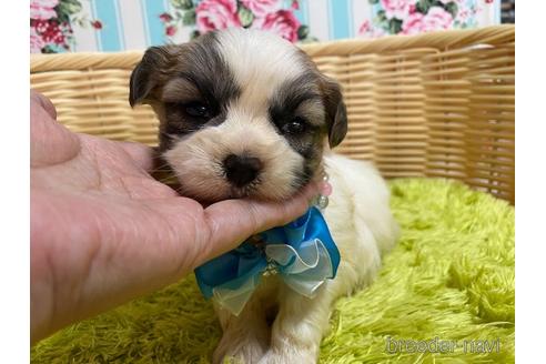 成約済の秋田県のマルシーズー:マルチーズ×シーズー-150413の6枚目