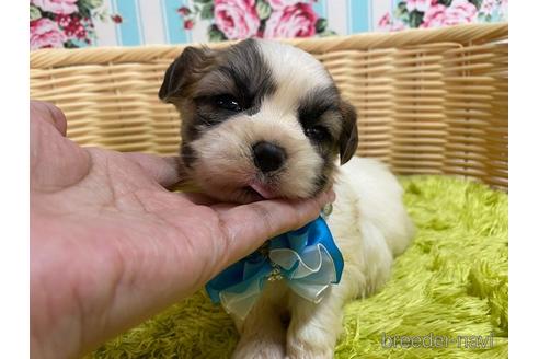 成約済の秋田県のマルシーズー:マルチーズ×シーズー-150413の5枚目