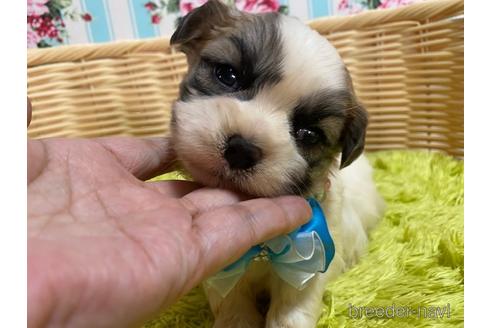 成約済の秋田県のマルシーズー:マルチーズ×シーズー-150413の4枚目