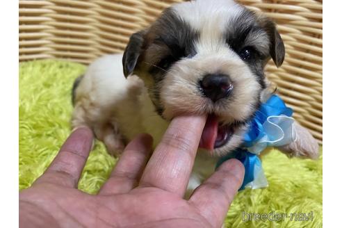 成約済の秋田県のマルシーズー:マルチーズ×シーズー-150413の2枚目