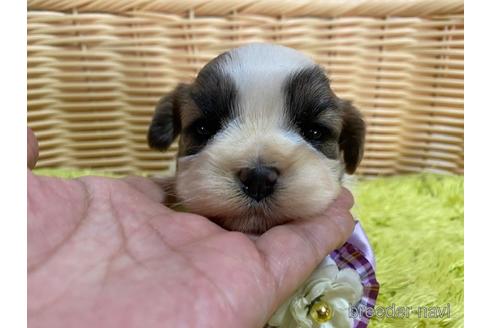 子犬