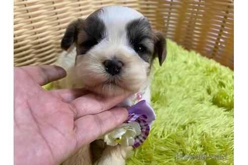 成約済の秋田県のマルシーズー:マルチーズ×シーズー-149590の4枚目