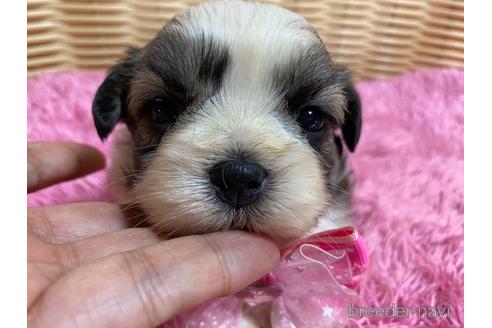 成約済の秋田県のマルシーズー:マルチーズ×シーズー-150411の1枚目