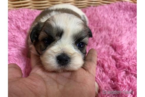 成約済の秋田県のマルシーズー:マルチーズ×シーズー-150411の5枚目