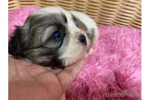 成約済の秋田県のマルシーズー:マルチーズ×シーズー-150411の4枚目