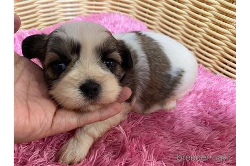 成約済の秋田県のマルシーズー:マルチーズ×シーズー-150411の3枚目