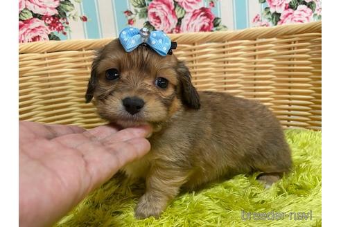 成約済の秋田県のチワックス:チワワ×ミニチュアダックスフンド-151167の5枚目