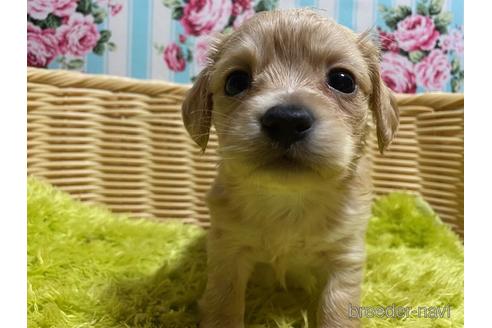 成約済の秋田県のチワックス:チワワ×ミニチュアダックスフンド-149596の1枚目