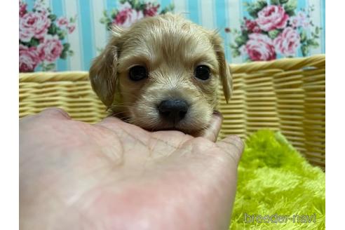 成約済の秋田県のチワックス:チワワ×ミニチュアダックスフンド-149596の2枚目